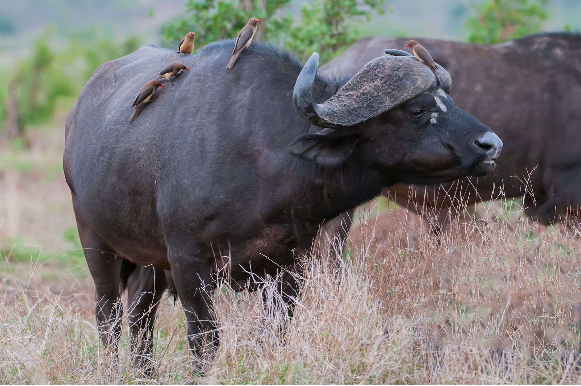Buffaloes grazing while birds peck parasites from them