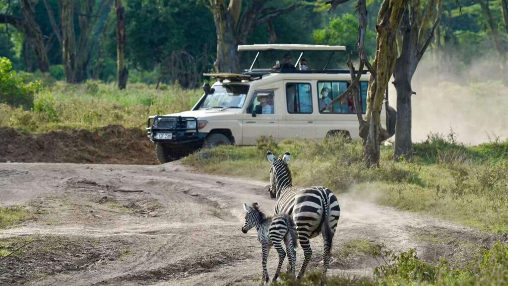 1. Zebras crossing a road in front of a safari jeep, showcasing a classic wildlife encounter in their natural habitat.
2. A herd of zebras crossing the road as a jeep approaches, highlighting a typical safari scene in the wild.
3. Zebras navigate a road while a jeep waits nearby, illustrating a quintessential moment during a safari adventure.