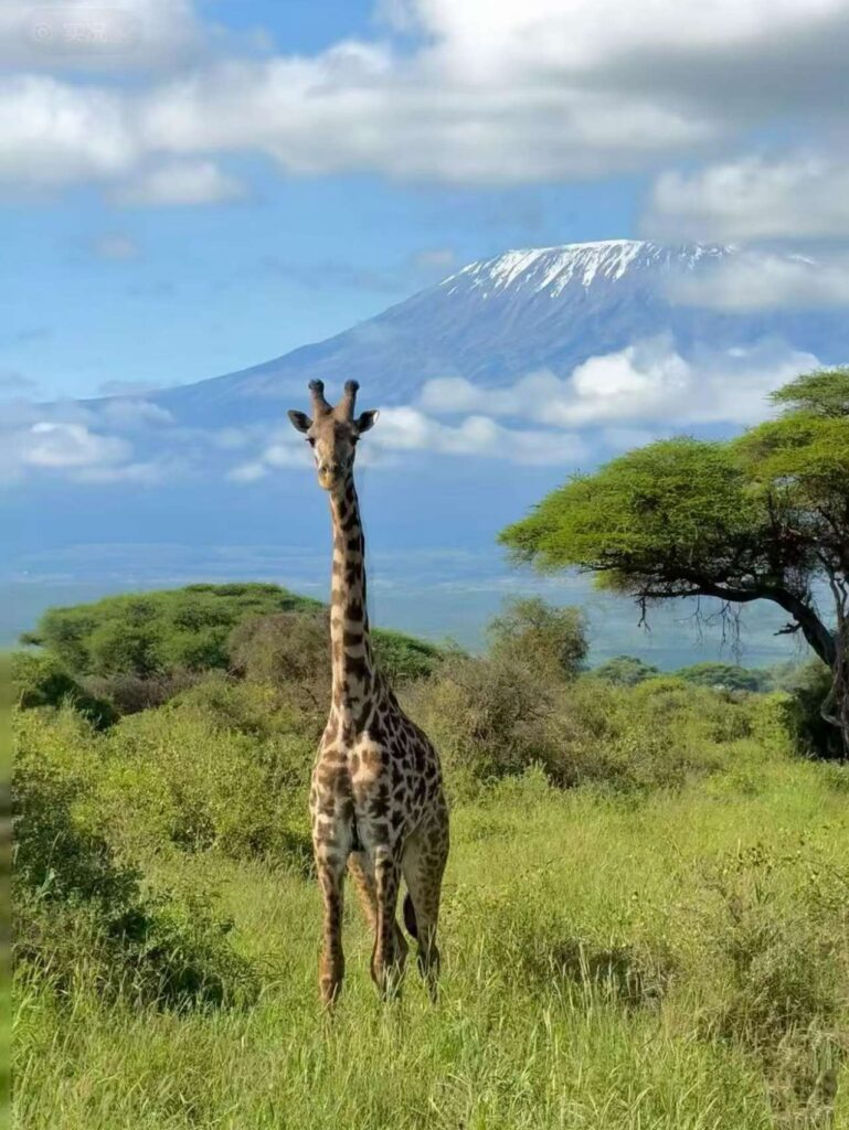 View of Mt Kilimanjaro 