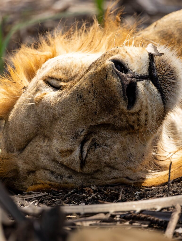 Honeymoon Safari