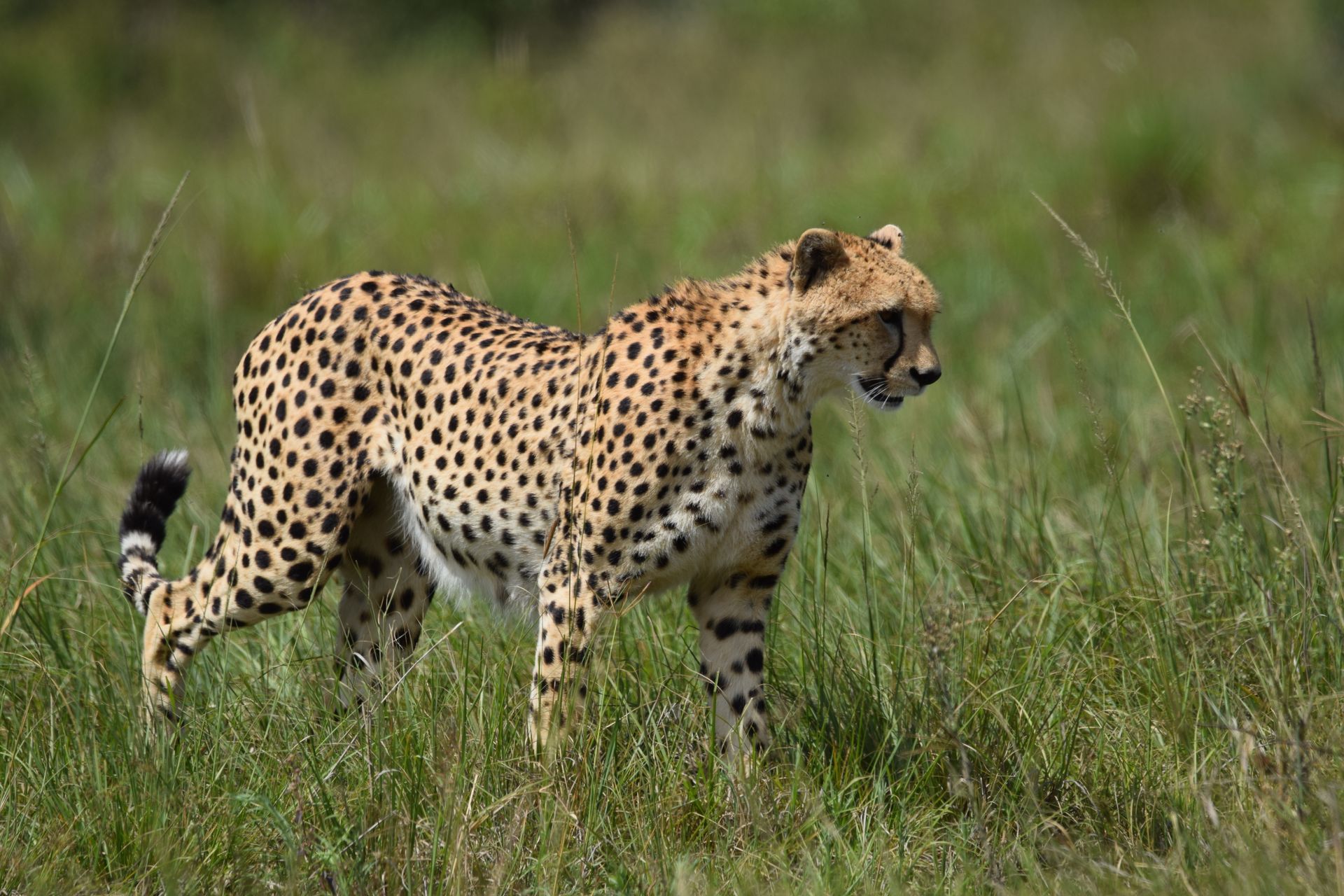 Cheetah on the hunt in Maasai Mara
