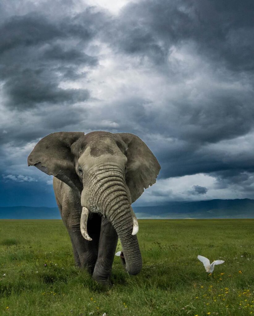 An elephant walks through a grassy field, surrounded by a flock of birds flying overhead.