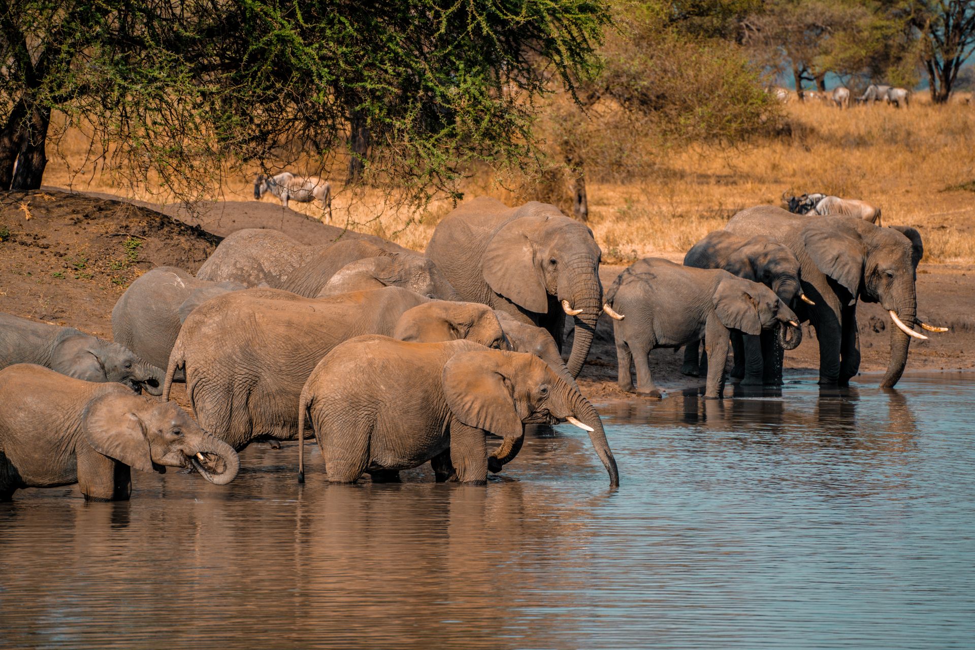 elephants drinking water in Amboseli
