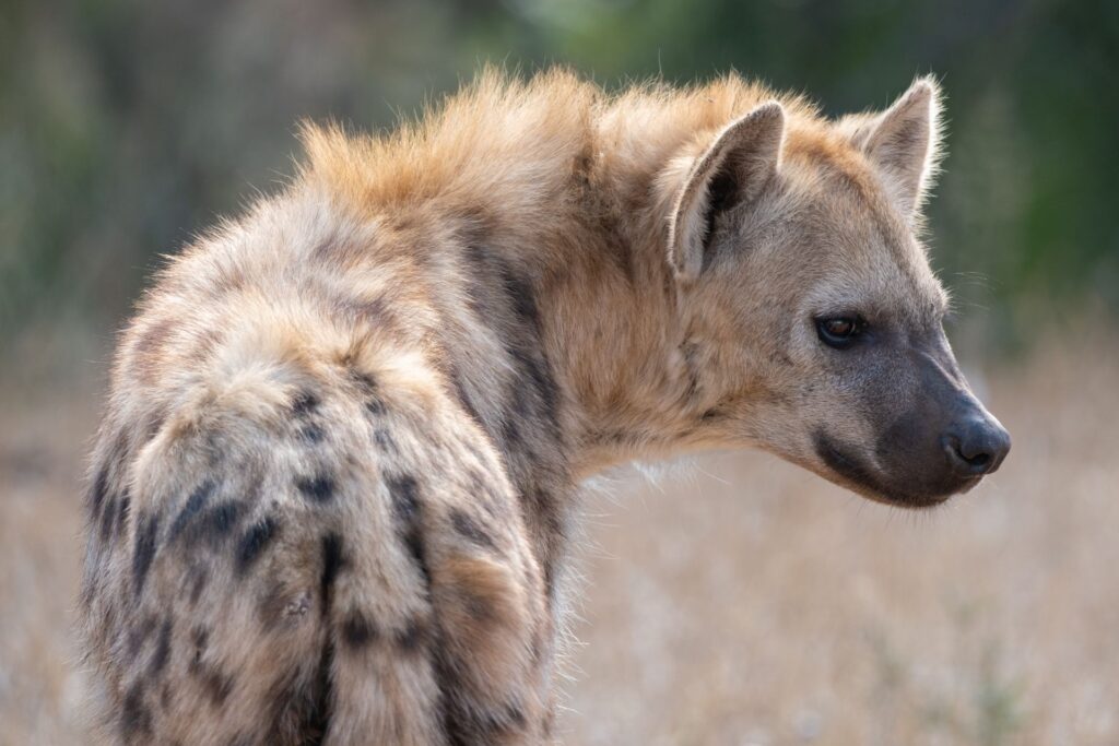A hyena roaming the vast Maasai Mara savannah