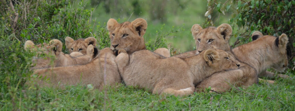 lion cabs relaxing together