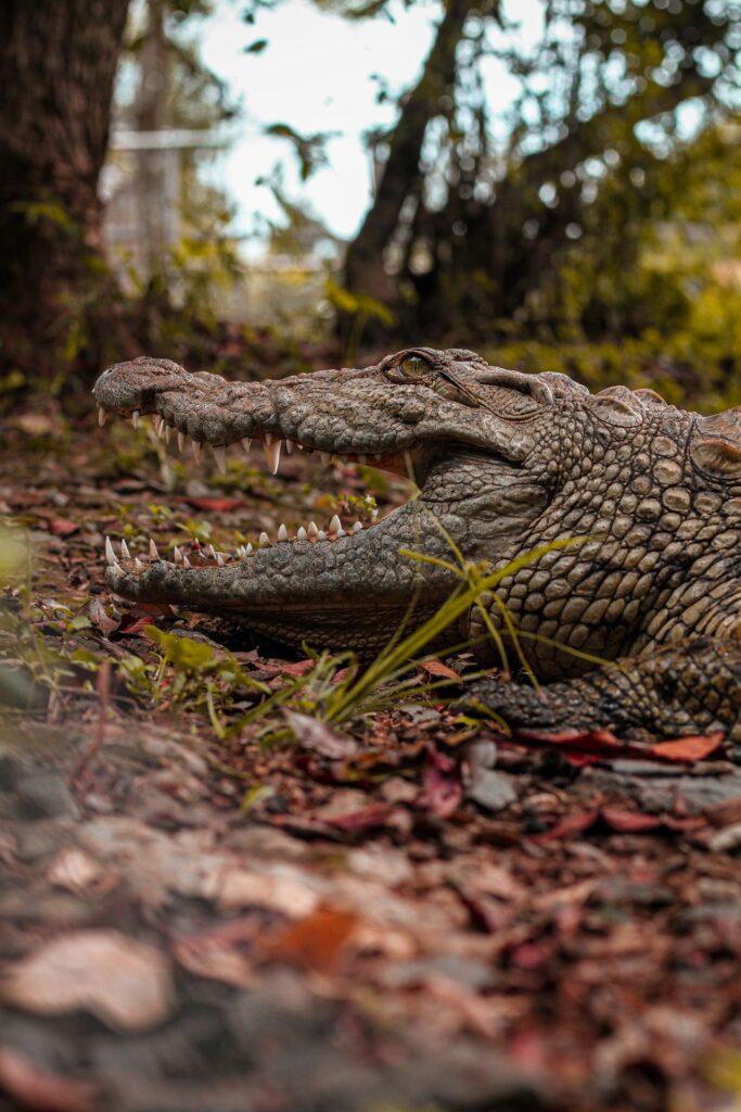 nile crocodile in uganda