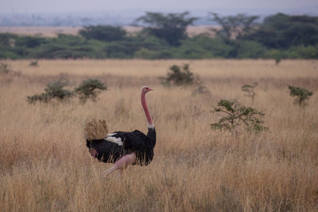 Ostrich roaming grassland savannah