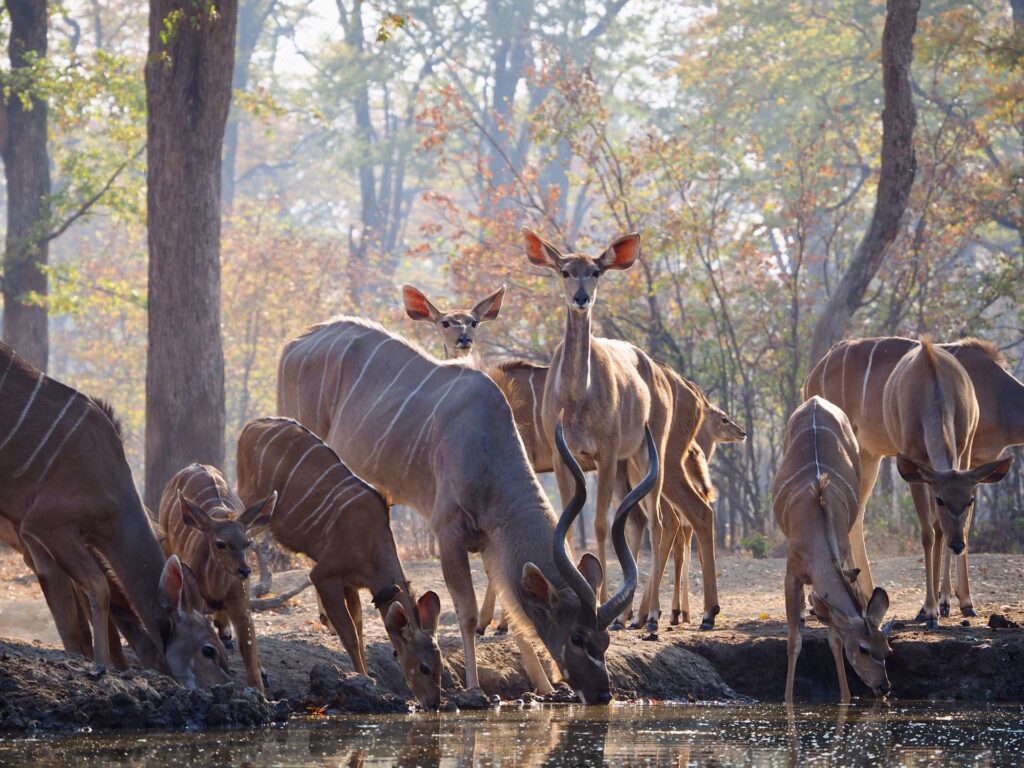 roan antelopes drinking water