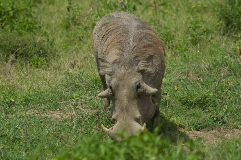 A gray-brown warthog with curved tusks grazes in a sunlit grassy field, facing the camera with a calm, focused expression.