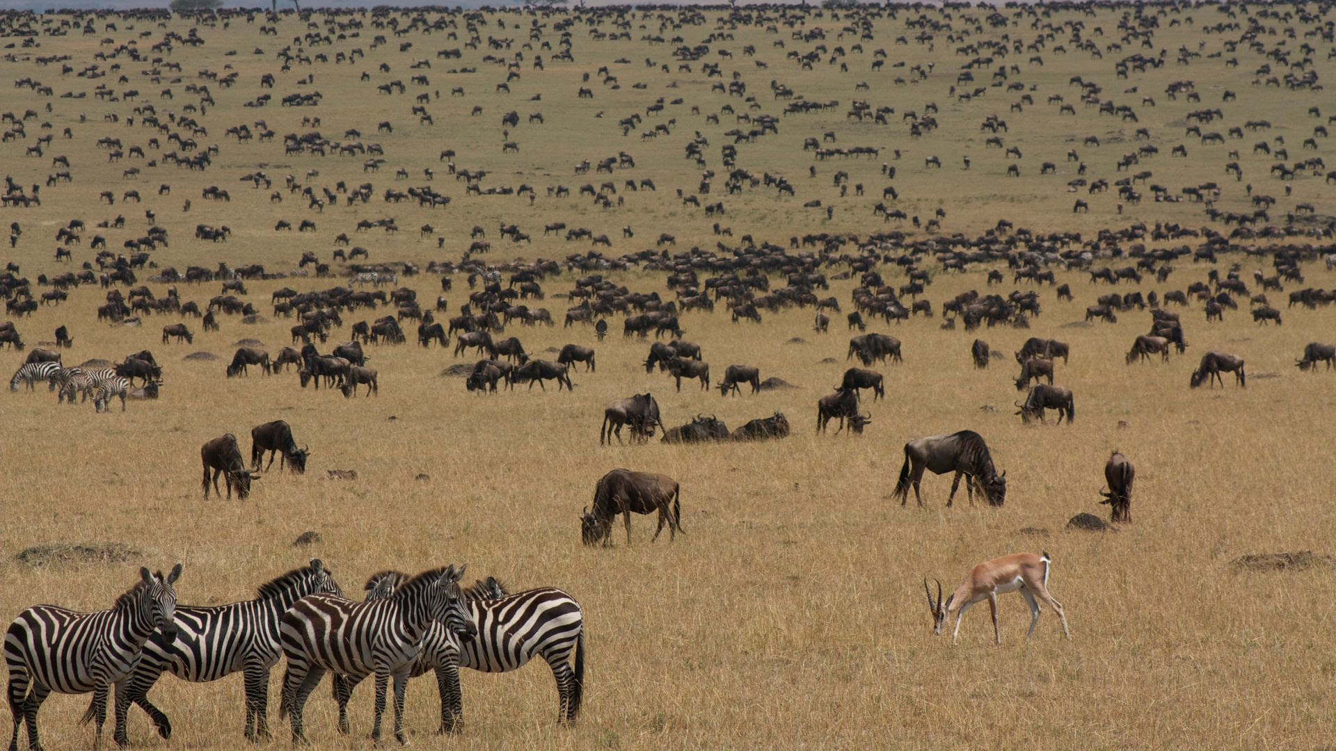 Popular Luxurious 10 Parks To Visit In Kenya & Tanzania