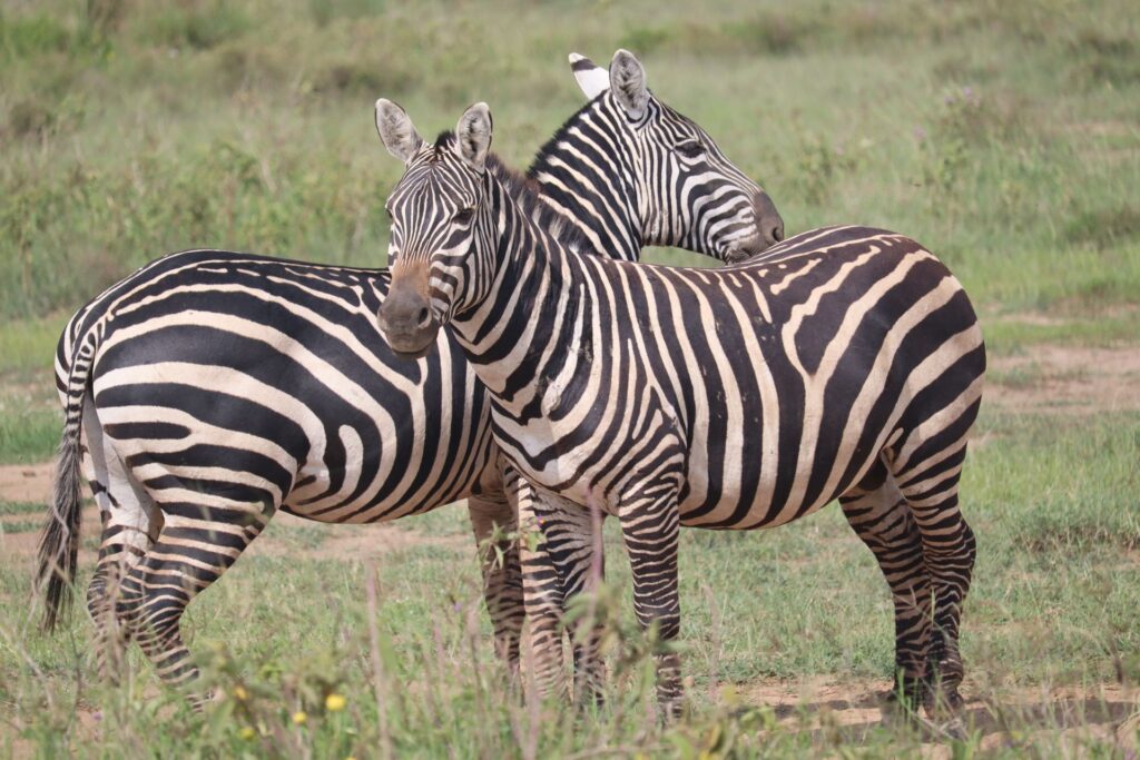 zebras relaxing after feeding